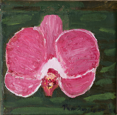 "Pink Moth Orchid"